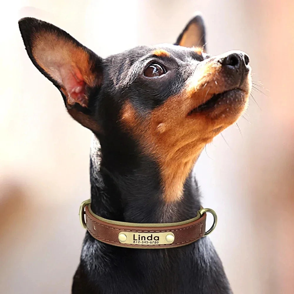 Personalized Dog Collar™